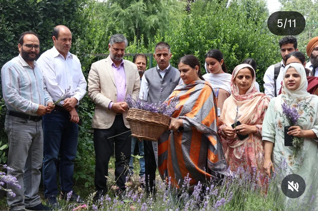 Lavender Harvest-2025